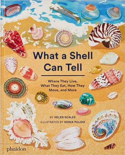 What a Shell Can Tell by Helen Scales, illustrated by Sonia Pulido