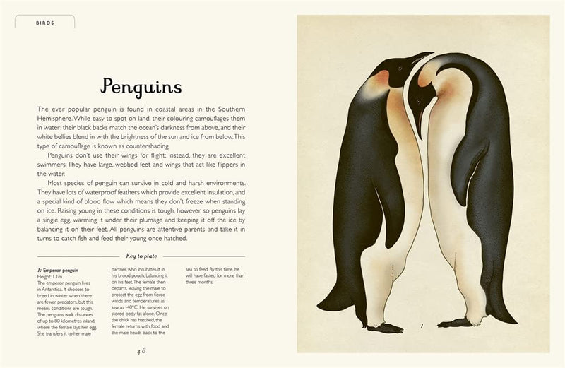 Jenny Broom: Animalium (Junior Edition), illustrated by Katie Scott