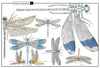 Florence Guiraud: Wonders of Nature - Explorations in the World of Birds, Insects and Fish