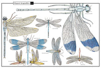 Florence Guiraud: Wonders of Nature - Explorations in the World of Birds, Insects and Fish