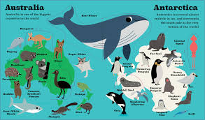 Ingela P Arrhenius: Animal Atlas