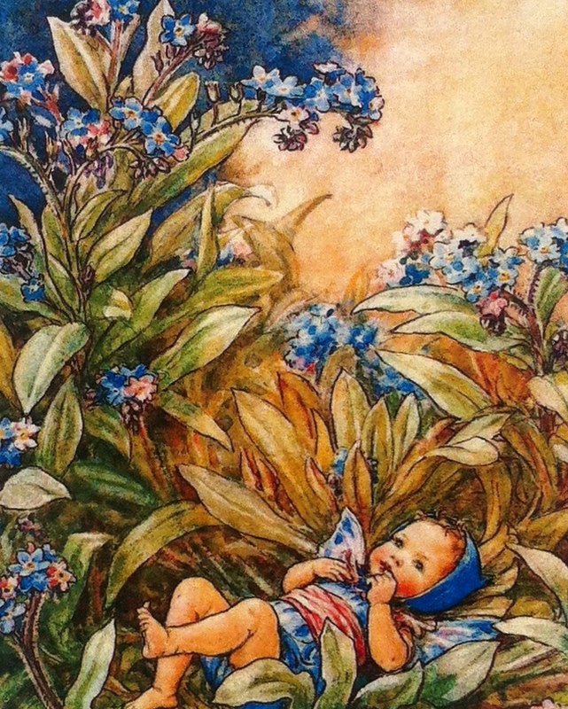 Flower Fairies Print The Forget-Me-Not Fairy