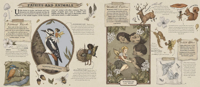 A Natural History of Fairies by Emily Hawkins, illustrated by Jessica Roux