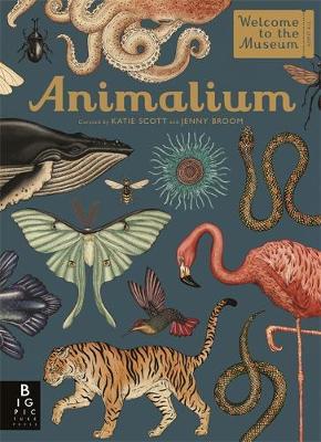 Animalium by Jenny Broom, illustrated by Katie Scott