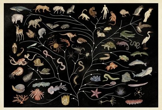 Animalium by Jenny Broom, illustrated by Katie Scott