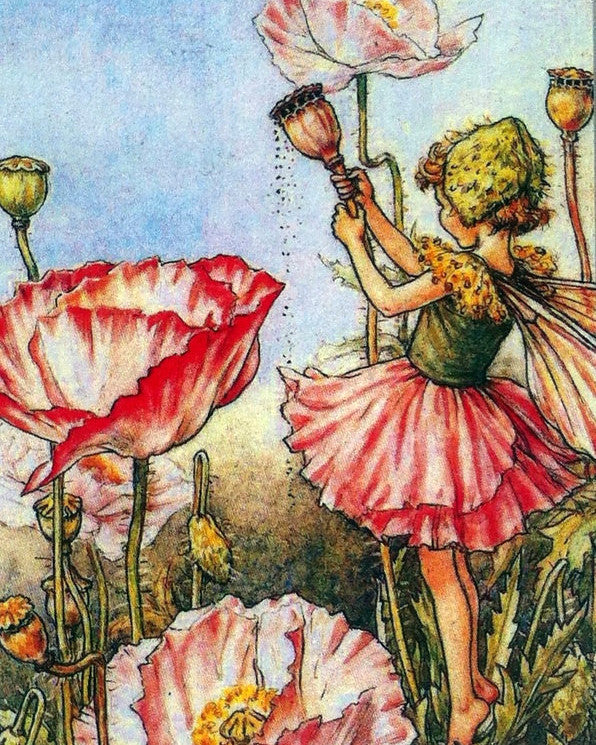 Flower Fairy Print: Shirley Poppy Fairy